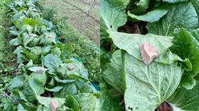 大白菜會「踢棉被」？一張被壓滿石頭照（圖／翻攝自爆廢公社公開版臉書）