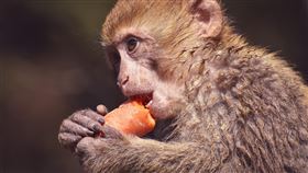 攻擊,男嬰,50天,客廳,襲擊,野猴,肚破腸流