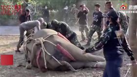 泰國,大象,象鼻,中槍（圖／翻攝自漩渦視頻）