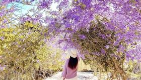 南平山道田有機農場，南投錫葉藤滿開，圖/IG網友授權提供