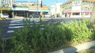 過馬路如障礙賽　苗栗斑馬線硬塞花圃