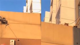 女網友沒帶鑰匙無法回家，向家中狗狗求救。（圖／翻攝自「錢袋愛吃肉」抖音） 