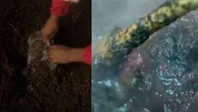 阿澤莉亞將貓屍挖出，放入鍋中燉煮。（圖／翻攝自DailyRapOutlet推特） 