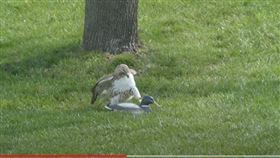 動物,老鷹,鴨子,獵捕,尷尬（圖／翻攝自Garybob YouTube）