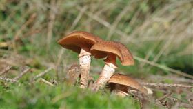 迷幻蘑菇,賽洛西賓,psilocybin,注射,發芽,真菌,躁鬱症,憂鬱症,pixabay