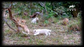 罕見白獅子姐妹花成長記！小白勇闖南非草原　上演生存之戰（圖／動物星球頻道提供）