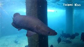 台北市立動物園象魚池（園方提供）