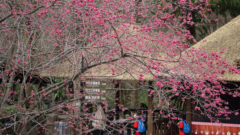 九族櫻花祭將開跑！最佳賞花期曝光