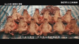 原民嫁女兒特有文化　宰12頭豬送人