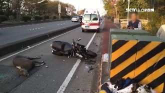 後車反應不及3連撞　大水鹿倒地斷魂
