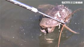 畫面驚人！被寒流活活凍死　台東大坡池「泰國鱧」集體暴斃（圖／記者王浩原攝影）
