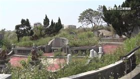 盜墓園龍柏製文昌筆 風水師:小心厄運-掃墓-墳墓-墓地-墓園-盜墓-