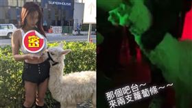 草泥馬,Super House Nightclub,虐待動物,夜店,爆乳妹,歪樓,噱頭