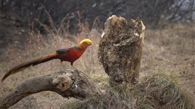 農夫深山驚見「40隻金雞」　專家一看驚呆：竟然是鳳凰！
圖翻攝自梨視頻