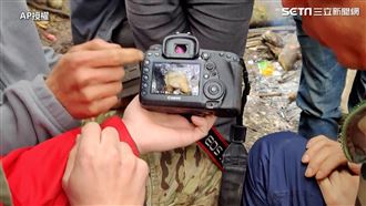 全球唯一白色貓熊現身　稀有畫面曝光