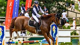 馬,虎。（圖／示意圖／翻攝自unsplash）