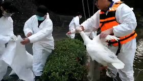 w撲殺天鵝湖2400