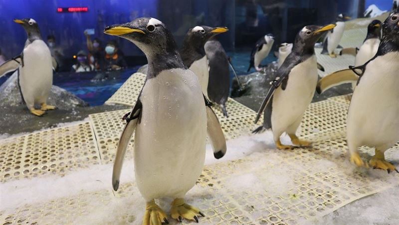 與企鵝零距離30分賣光　新時段揭曉