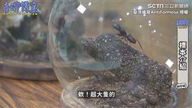 ▼▲養蟻專家奈普頓邀請標本製作師Simon來分享。（圖／臺灣蟻窟AntsFormosa 授權）