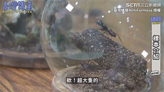 標本達人藝品大公開　驚見世界最巨蟻