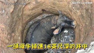 印度母牛墜深井　救援隊1妙招助脫困