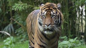 ▲老虎（圖／翻攝自pixabay）