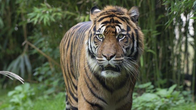 猛虎咬死436人　專家：吃人才能活