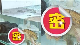 水缸中的寵物龜一見到鏡頭，瞬間動大雙眼、嘴巴張超大，表情十分浮誇。（圖／翻攝自「Yakyu147Ab」推特）