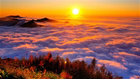 春節輕鬆遊阿里山　觀光局推好吃好玩方案（圖／阿里山國家風景區管理處提供）