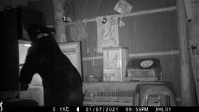 黑熊711 翻冰箱 開電鍋 闖農舍 吃雞。(圖／翻攝畫面)