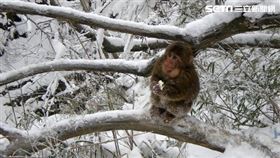 ▲大寒越冷對農民們越好。（示意圖／翻攝自Pixabay）