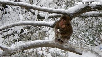 大寒4生肖翻身起飛　2類人夢境藏偏財密碼