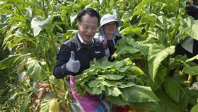 翁章梁體驗採菸葉嘉義縣文化觀光局出版「檜木樓子菸草鄉–嘉義菸業百年影像紀實」一書，19日在中埔鄉的菸葉田中舉辦新書發表會，縣長翁章梁（前）並親自下場體驗採菸葉。中央社記者蔡智明攝  110年1月19日