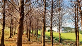 基隆落羽松秘境。（圖／網友Chen Amy授權提供）