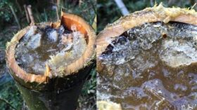 劈開竹子發現碎冰，網友一嚐驚呼，味道就像酒一樣香甜。（圖／翻攝自sawagani550推特） 