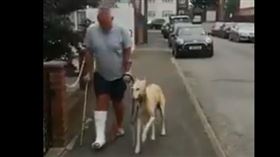 毛孩跛腳出門！急花1萬檢查　醫笑「是假裝的」暖心原因曝
（圖／翻攝自推特）