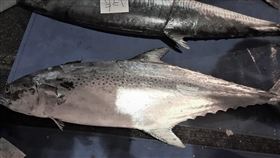 馬公罕見白腹魚　每公斤8888元天價標售（1）澎湖馬公第三漁港拍賣市場，20日出現一尾少見重達12.8公斤的白腹魚，最後以每公斤新台幣8888元天價標出，總價高達11萬餘元，平均1兩要超過300元。中央社  110年1月20日