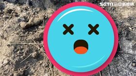 屏東驚傳9隻幼犬遭人集體活活燒死。（圖／RuRu Lu提供）