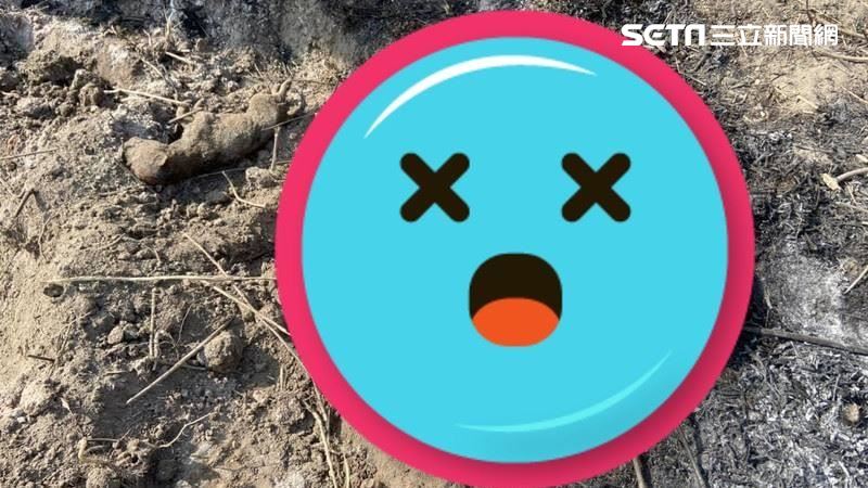 獨／人神共憤！9隻奶狗遭人活活燒死