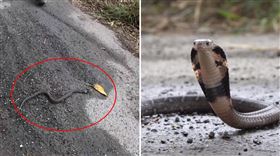 台北路邊遇到眼鏡蛇！達人驚「咬到會休克」　親授保命躲法（圖／Walking Wild 史考特授權提供）
