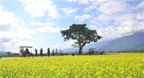 Booking.com最新統計，全球最好客目的地榜單中，台東在得獎數占住宿總數的比例多寡排名中，躍居全球首位。圖為知名地標金城武樹。（中央社檔案照片）