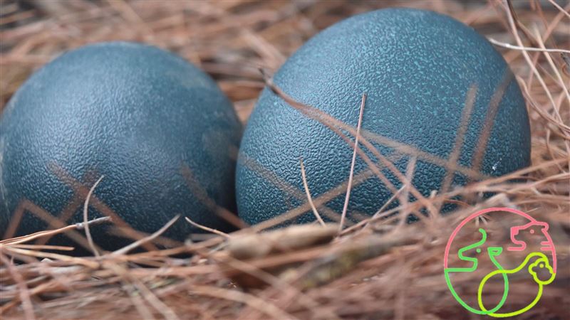 超美鳥蛋「絕無染色」　來自澳洲國鳥