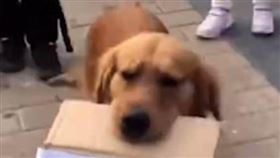 狗狗每天叼著牌子到處走，希望找回失蹤的同伴。（圖／翻攝自東方今報）