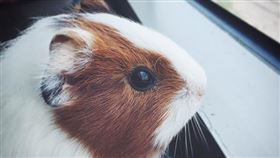 有網友憂心，會不會又因為風潮興起一股飼養天竺鼠熱，熱潮過後，接著又出現棄養問題？（圖／翻攝自動物星球頻道(台灣)粉專）
