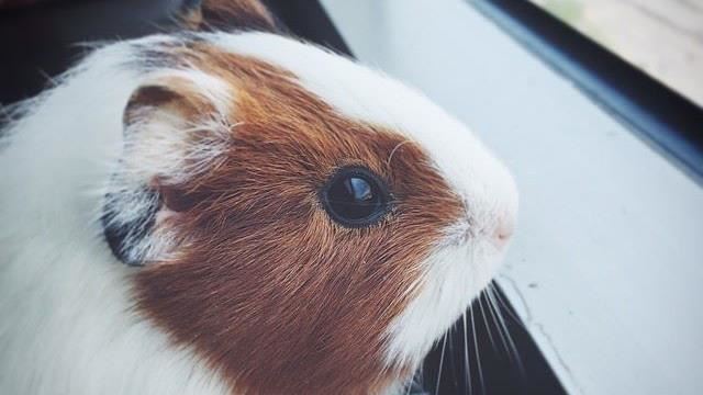 天竺鼠又叫幾內亞豬　飼養先看優缺點