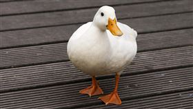 鴨子。（圖／翻攝自pixabay）