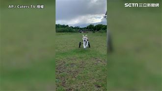 浪浪被毆打到截肢　遇新飼主找回笑容