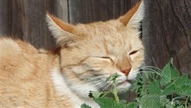 許多人知道貓咪喜歡木天蓼，但貓為何喜歡木天蓼，日本多個大學組成的研究團隊發現，可能是因木天蓼含有防蚊成分。（圖／翻攝自Pixabay圖庫）
