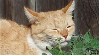 貓咪愛木天蓼是吸毒？日大學研究解密