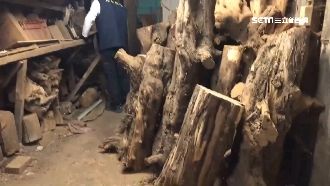 山老鼠盜國有林木　市值高達544萬